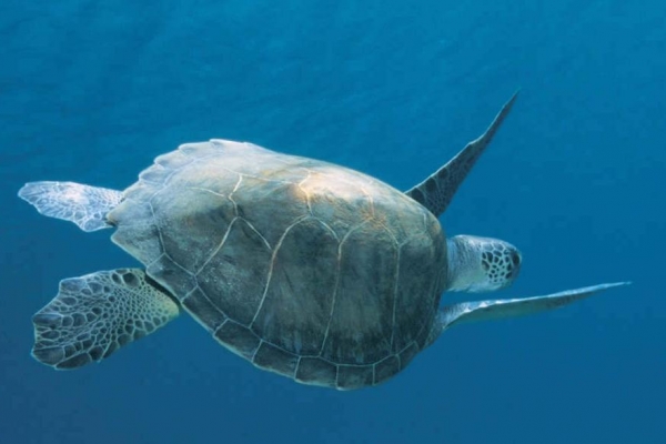 Acquario Le Navi a Cattolica